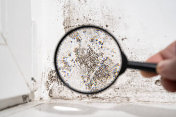 Best Mold Prevention Services  in Plentywood, MT